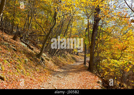 Un train de la forêt en automne. Sentier des Appalaches dans la région de West Virginia, USA. Banque D'Images