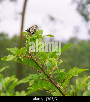 Australian Glasswing papillon sur fleur de poivrier Schinus larges feuilles belle en temps de pluie avec des gouttes humides Banque D'Images