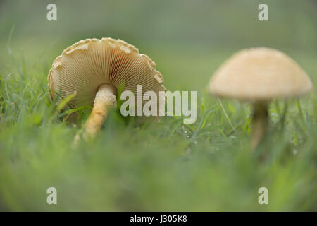 Les champignons dans l'herbe humide après la pluie paysage vert météo montrant les branchies et stem Banque D'Images