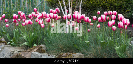 Tulipes roses et blancs de plus en plus avec Festuca glauca 'Elijah Blue' herbe et Betula jacquemontii bouleau Banque D'Images