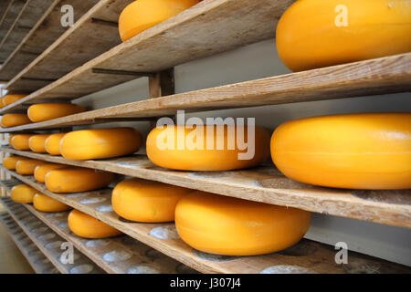 L'affinage du fromage en rack à Gouda, en Hollande (Pays-Bas) Banque D'Images