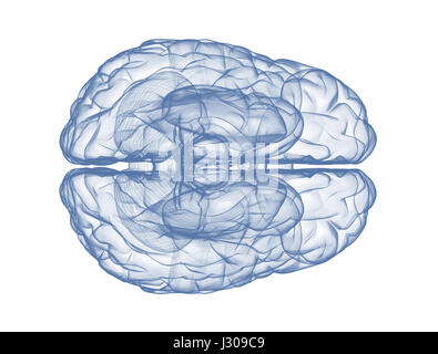 Cerveau isolé sur fond blanc Vue de dessus Banque D'Images