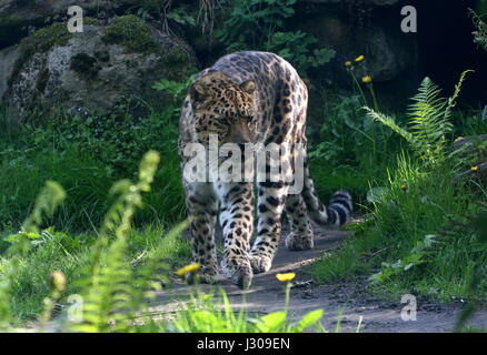 L'Extrême-Orient ou d'Amur Leopard (Panthera pardus orientalis) sur le vagabondage. On trouve dans l'est de la Sibérie et du nord-est de la Chine et critique d'extinction dans la nature. Banque D'Images