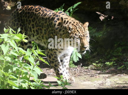 L'Extrême-Orient ou d'Amur Leopard (Panthera pardus orientalis) sur le vagabondage. On trouve dans l'est de la Sibérie et du nord-est de la Chine et critique d'extinction dans la nature. Banque D'Images