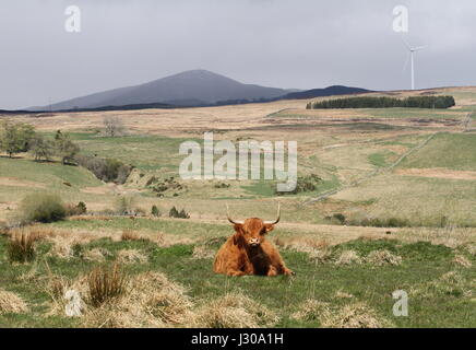 Highland cow et Mont Blair Ecosse Avril 2017 Banque D'Images