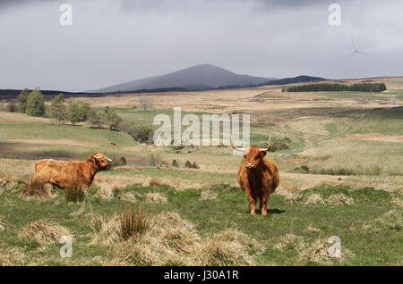 Highland cattle et Mont Blair Ecosse Avril 2017 Banque D'Images