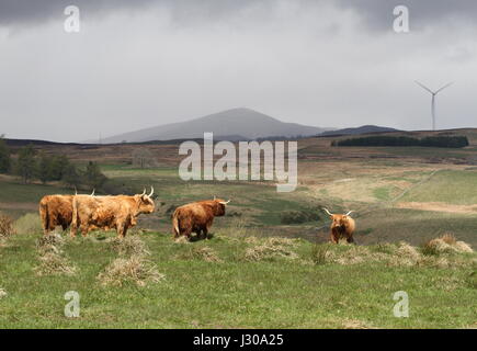 Highland cow et Mont Blair Ecosse Avril 2017 Banque D'Images