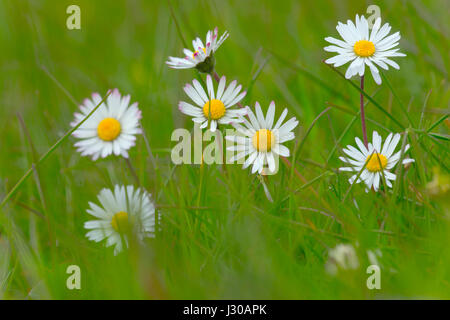 Jardin Daisies Bellis Perennis Banque D'Images