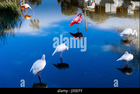 Flamants Roses sur blue lagoon, Las Terrazas, Cuba Banque D'Images