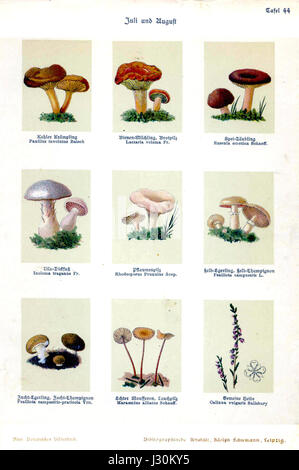 Un livre d'illustrations botaniques intitulé 'Botanisches Bilderbuch' de Bley, présentant des espèces végétales avec des dessins détaillés pour soutenir l'étude de la flore dans un contexte scientifique. Banque D'Images