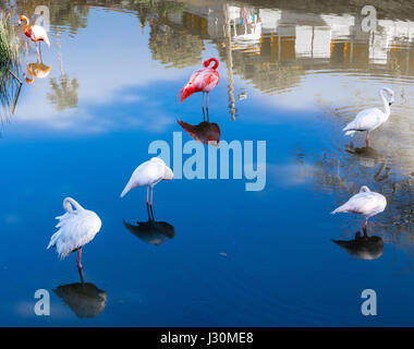 Oiseaux flamants sur blue lagoon, las terrazas, Cuba, Caraïbes Banque D'Images