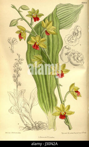 Calanthe tricarinata est une espèce d'orchidée connue pour ses fleurs frappantes et originaire de certaines régions d'Asie. L’espèce est classée dans le genre Calanthe, reconnu pour son attrait ornemental en horticulture. Banque D'Images