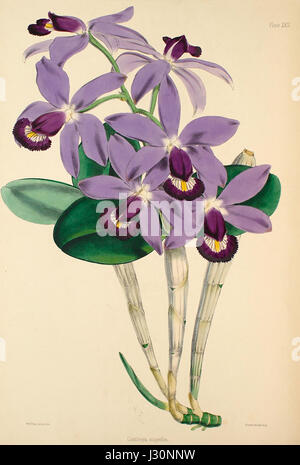 Cattleya violacea, également connu sous le nom de C. superba, est une espèce d'orchidées illustrée dans la publication de 1862-1865 'Select Orchids'. Cette plante est connue pour ses fleurs violettes frappantes et est originaire d'Amérique du Sud, en particulier du Brésil. Il est très apprécié dans le commerce des orchidées pour sa couleur vibrante et sa structure florale unique. Banque D'Images