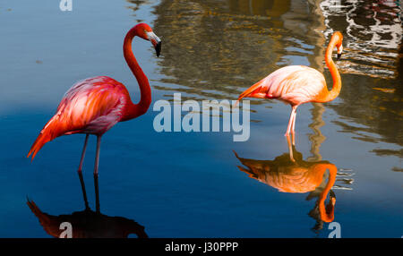 Oiseaux flamants sur blue lagoon, las terrazas, Cuba, Caraïbes Banque D'Images