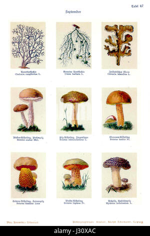 'Botanisches Bilderbuch' de Bley est un livre d'illustrations botaniques présentant des représentations détaillées de diverses espèces végétales. Le volume 47 poursuit vraisemblablement cette exploration de la flore, présentant des formes végétales à des fins scientifiques et éducatives. Banque D'Images