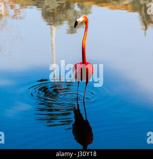 Flamingo bird sur blue lagoon, las terrazas, Cuba, Caraïbes Banque D'Images