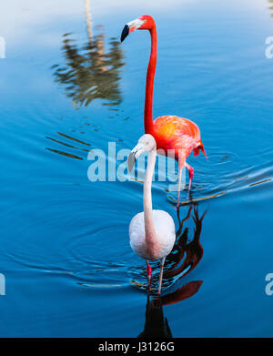 Oiseaux flamants sur blue lagoon, las terrazas, Cuba, Caraïbes Banque D'Images