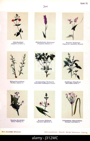 Cette illustration botanique de 'Botanisches Bilderbuch' de Bley présente des représentations détaillées et précises de diverses espèces végétales, reflétant l'approche scientifique de la botanique Banque D'Images