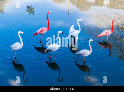 Oiseaux flamants sur blue lagoon, las terrazas, Cuba, Caraïbes Banque D'Images