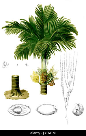 L'Areca catechu, communément appelé noix de bétel, est un palmier tropical qui produit des graines utilisées dans la mastication à des fins culturelles et médicinales dans diverses régions. L'image montre une vue rognée du fruit de cette plante. Banque D'Images
