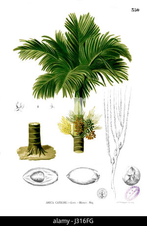 Areca catechu, communément appelé noix d'Areca, est une plante tropicale originaire d'Asie du Sud-est. Il est largement cultivé pour ses noix, qui sont utilisées dans diverses pratiques culturelles et comme stimulant. Banque D'Images