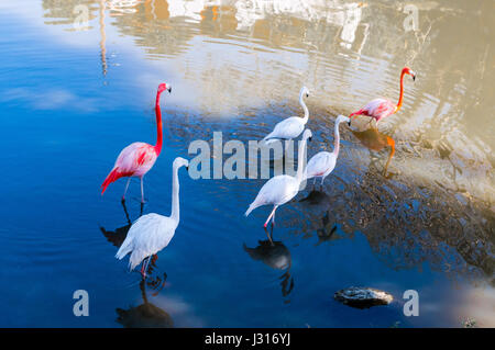 Oiseaux flamants sur blue lagoon, las terrazas, Cuba, Caraïbes Banque D'Images