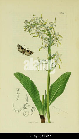 Ce titre fait référence à une illustration du volume 6 de 'British Entomology', mettant en vedette des insectes des îles britanniques. La plaque présente des représentations détaillées d'espèces spécifiques d'insectes, contribuant ainsi aux études entomologiques. Banque D'Images