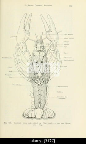 Ce travail se concentre sur l'anatomie de l'Astacus, un genre d'écrevisses d'eau douce. Il fournit des illustrations biologiques détaillées et des descriptions de ses caractéristiques anatomiques, pertinentes pour les études des espèces aquatiques. Banque D'Images