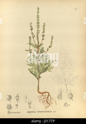 Ambrosia artemisiifolia, communément appelé ambroisie commune, est une espèce végétale connue pour son pollen allergène. Il est répandu en Amérique du Nord et peut déclencher des réactions allergiques pendant la saison pollinique. Banque D'Images