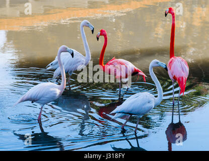 Oiseaux flamants sur blue lagoon, las terrazas, Cuba, Caraïbes Banque D'Images