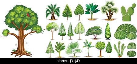 Différents types d'arbres illustration Illustration de Vecteur