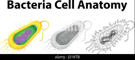 Caractère Doodle pour cellule bactérie illustration anatomie Illustration de Vecteur