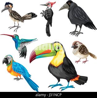 Différents types d'oiseaux sauvages à l'illustration Illustration de Vecteur