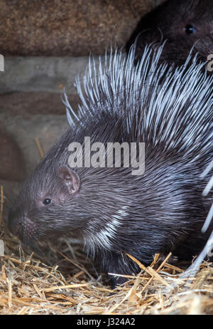 Schwerin, Allemagne. 2 mai, 2017. L'un mois porc-épics appelé 'Butternut' se cache derrière sa mère enceinte à l'air libre au zoo de Schwerin, Allemagne, le 2 mai 2017. Depuis 18 ans, le "Tierpark' (lit. 'Animal Park') n'a pas eu de progéniture. porcupine Le noyer cendré est né pesant 530 gramms et a connu une croissance bien. Photo : Jens Büttner/dpa-Zentralbild/dpa/Alamy Live News Banque D'Images