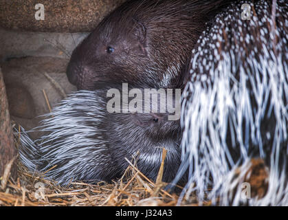 Schwerin, Allemagne. 2 mai, 2017. L'un mois porc-épics appelé 'Butternut' se cache derrière sa mère enceinte à l'air libre au zoo de Schwerin, Allemagne, le 2 mai 2017. Depuis 18 ans, le "Tierpark' (lit. 'Animal Park') n'a pas eu de progéniture. porcupine Le noyer cendré est né pesant 530 gramms et a connu une croissance bien. Photo : Jens Büttner/dpa-Zentralbild/dpa/Alamy Live News Banque D'Images