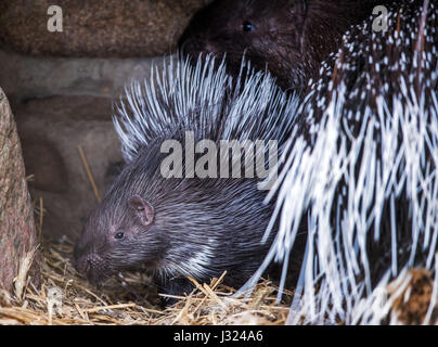 Schwerin, Allemagne. 2 mai, 2017. L'un mois porc-épics appelé 'Butternut' se cache derrière sa mère enceinte à l'air libre au zoo de Schwerin, Allemagne, le 2 mai 2017. Depuis 18 ans, le "Tierpark' (lit. 'Animal Park') n'a pas eu de progéniture. porcupine Le noyer cendré est né pesant 530 gramms et a connu une croissance bien. Photo : Jens Büttner/dpa-Zentralbild/dpa/Alamy Live News Banque D'Images