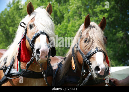 Les chevaux à sang froid en face de l'horse carriage Banque D'Images
