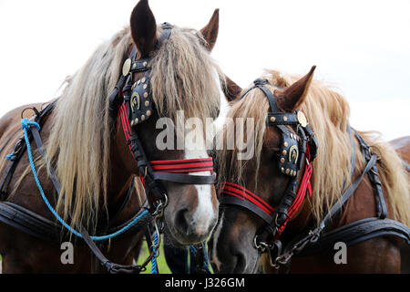Près d'un projet de chevaux lourds en faisceau magnifique Banque D'Images