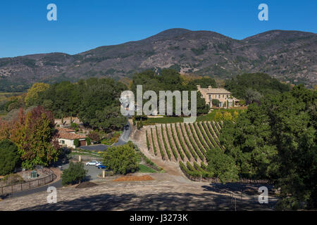 Vignoble de raisin, vigne, Sodaro Estate Vineyard and Winery, Napa, Napa Valley, Californie Banque D'Images