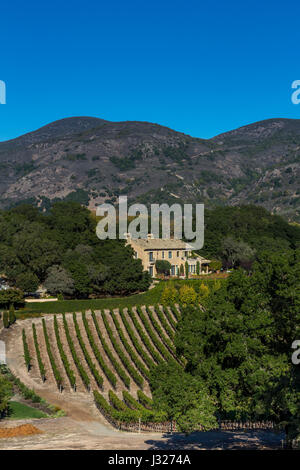 Vignoble de raisin, vigne, Sodaro Estate Vineyard and Winery, Napa, Napa Valley, Californie Banque D'Images