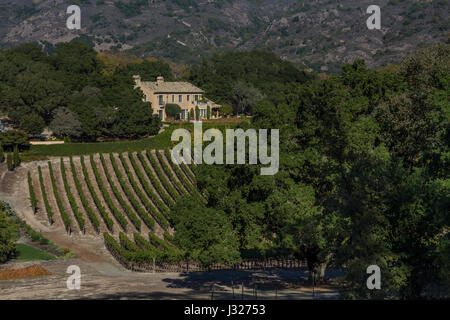 Vignoble de raisin, vigne, Sodaro Estate Vineyard and Winery, Napa, Napa Valley, Californie Banque D'Images