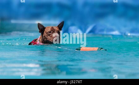 Bull-terrier américain de mine dog joue et sauts pour un jouet dans une piscine Banque D'Images