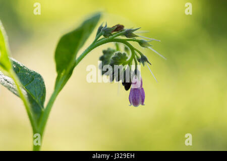 Fleur de consoude de Russie (Symphytum uplandicum) Banque D'Images