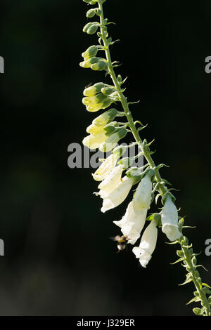 Un Bumblebee atterrissage sur une digitale blanc Banque D'Images