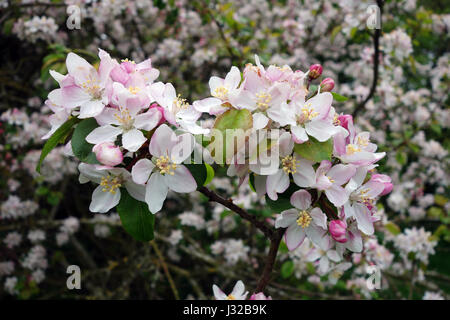 Apple Blossom crabe en fleur Uk Malus sylvestris Banque D'Images