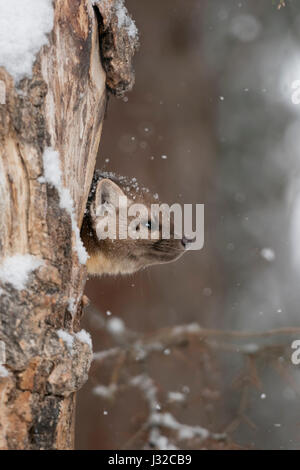 La martre d'Amérique / Baummarder / Fichtenmarder ( Martes americana ) en hiver, neige légère, regarder hors de sa tanière dans un arbre creux, Vous pourrie Banque D'Images