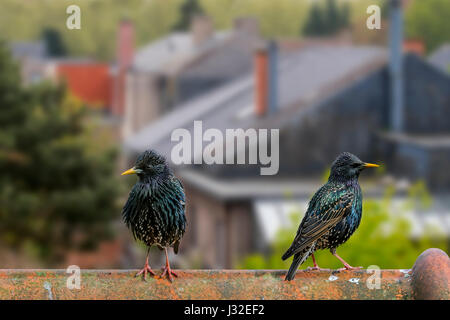 Deux étourneaux commune / L'étourneau sansonnet (Sturnus vulgaris) mâles perchés sur toit de maison dans village Banque D'Images