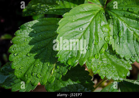 Gouttes d'eau sur les feuilles des plantes vertes Banque D'Images