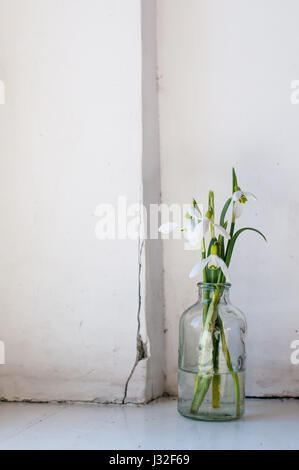 Blanc de printemps fleurs perce-neige dans des bouteilles en verre vintage sur un vieux mur, décoration d'intérieur Banque D'Images