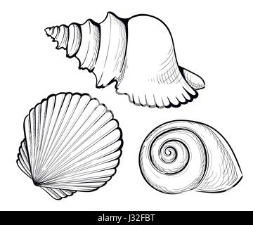 Dessiner à main Set sea shell, Coral, le crabe, les crevettes et les poulpes. Gravure noire Vector illustrations vintage. Isolé sur fond blanc Illustration de Vecteur